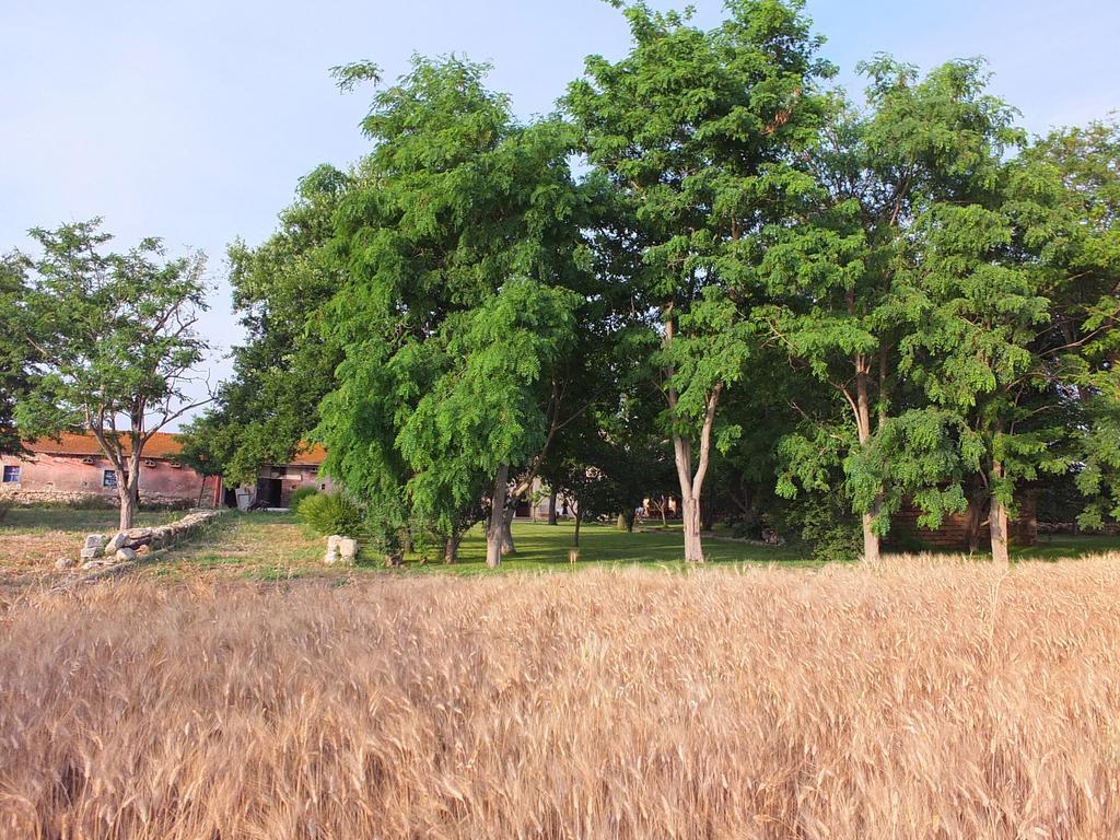 Agriturismo Casal Taccone Apartment Таркиния Стая снимка